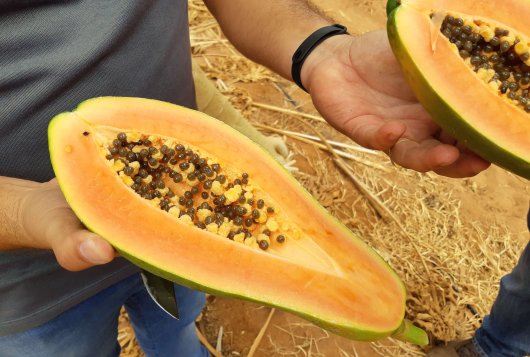 Anti-fungal treatments to reduce mould development in papaya