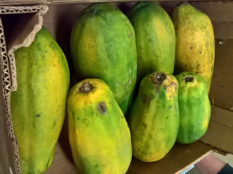 Anti-fungal treatments to reduce mould development in papaya