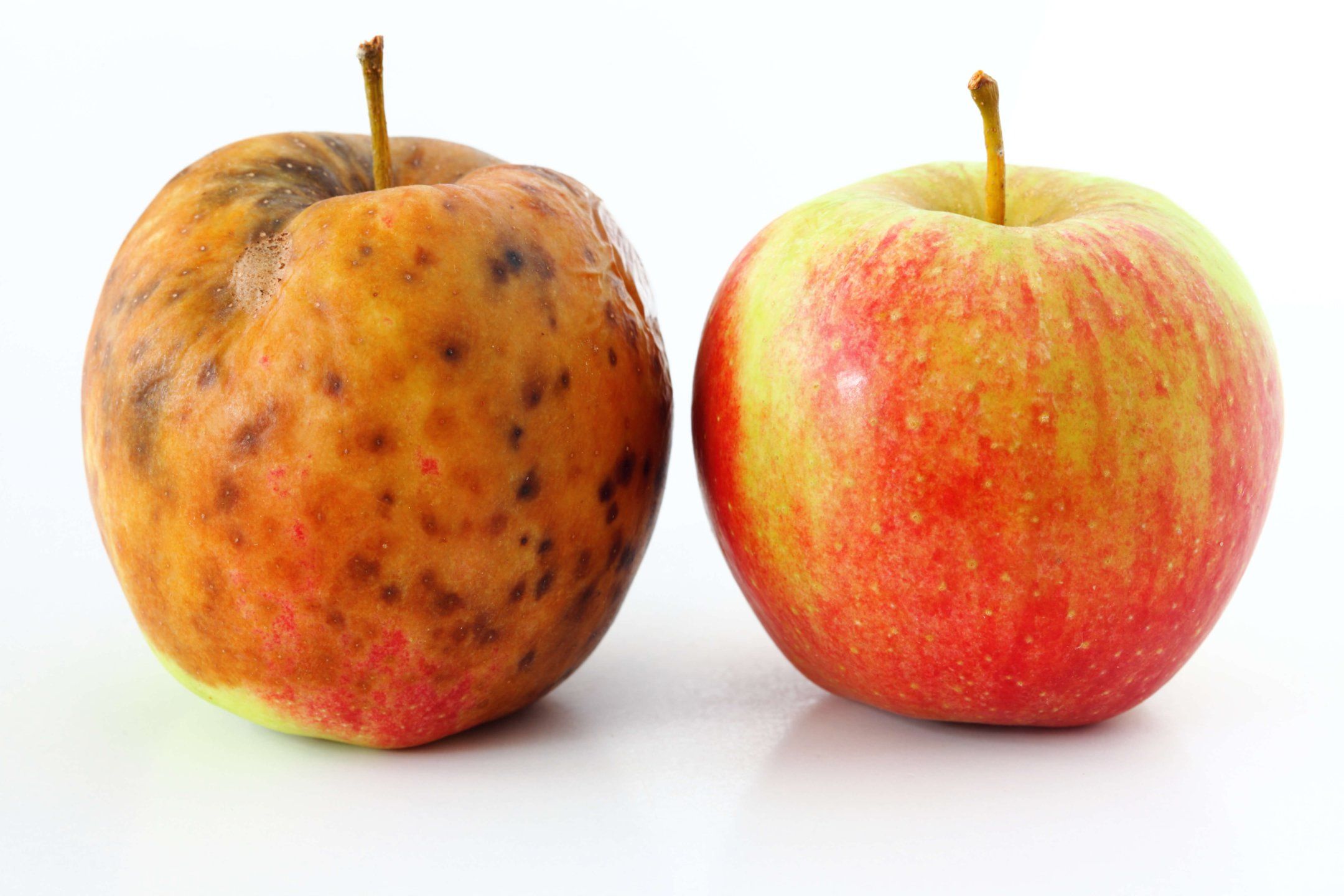 Apple disorders and diseases