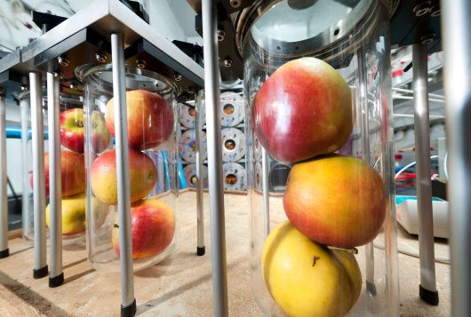 Assessing the quality of fruits by monitoring Volatile Organic Compounds