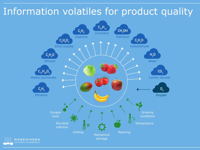 Assessing the quality of fruits by monitoring Volatile Organic Compounds