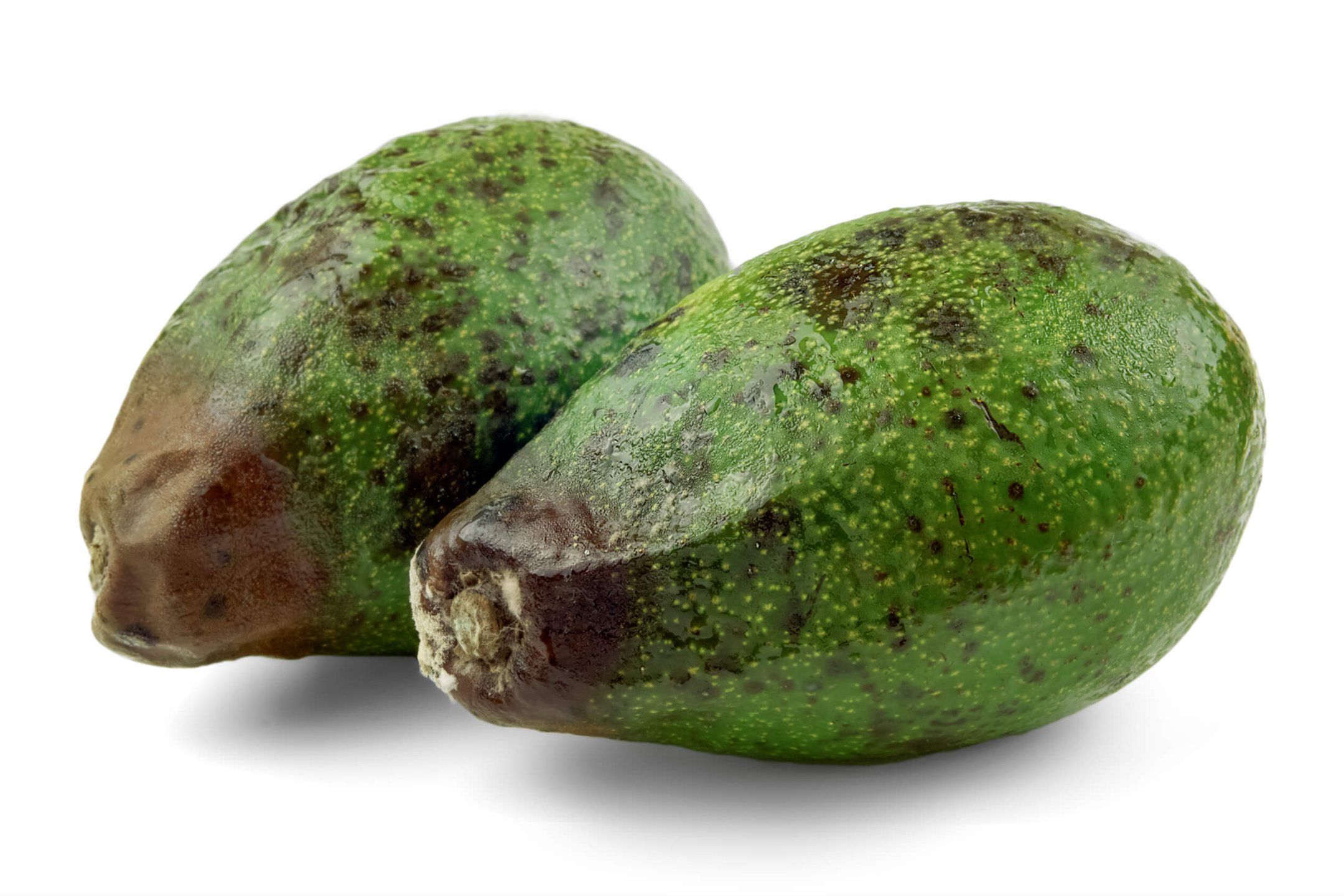 Avocado disorder and diseases