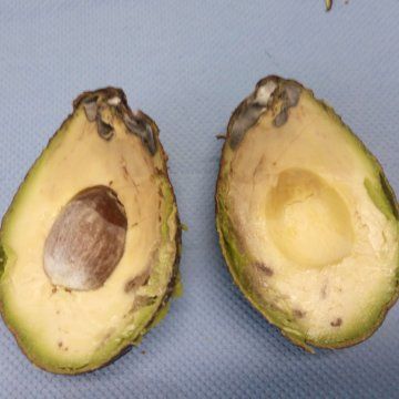 Avocado disorder and diseases