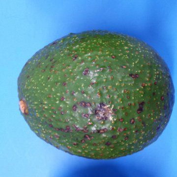Avocado disorder and diseases