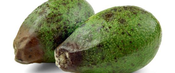 Avocado quality