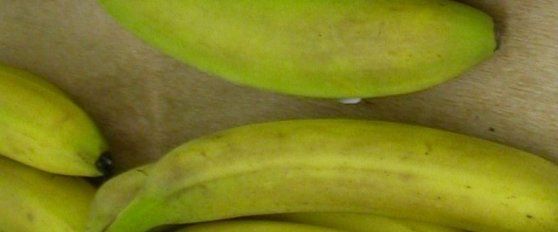 Banana disorders and diseases