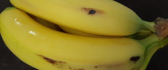Banana disorders and diseases