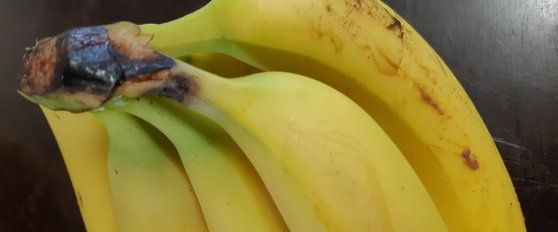 Banana disorders and diseases