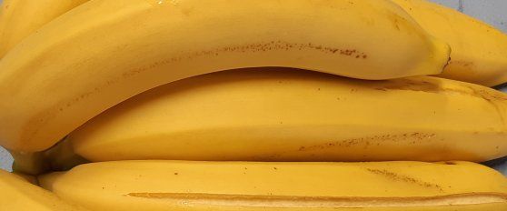 Banana disorders and diseases