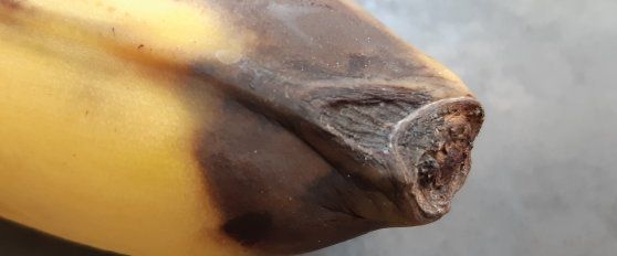 Banana disorders and diseases