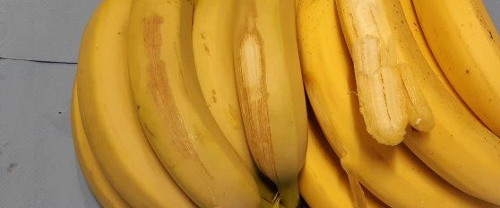 Banana disorders and diseases
