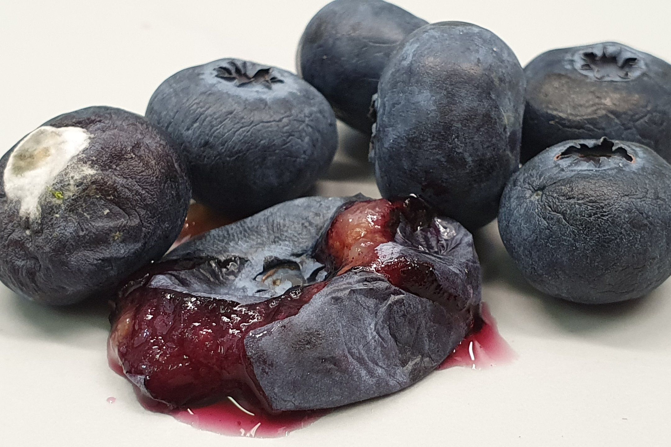 Blueberry disorders and diseases