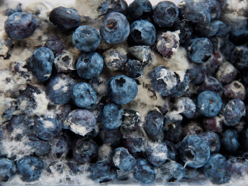 Blueberry disorders and diseases
