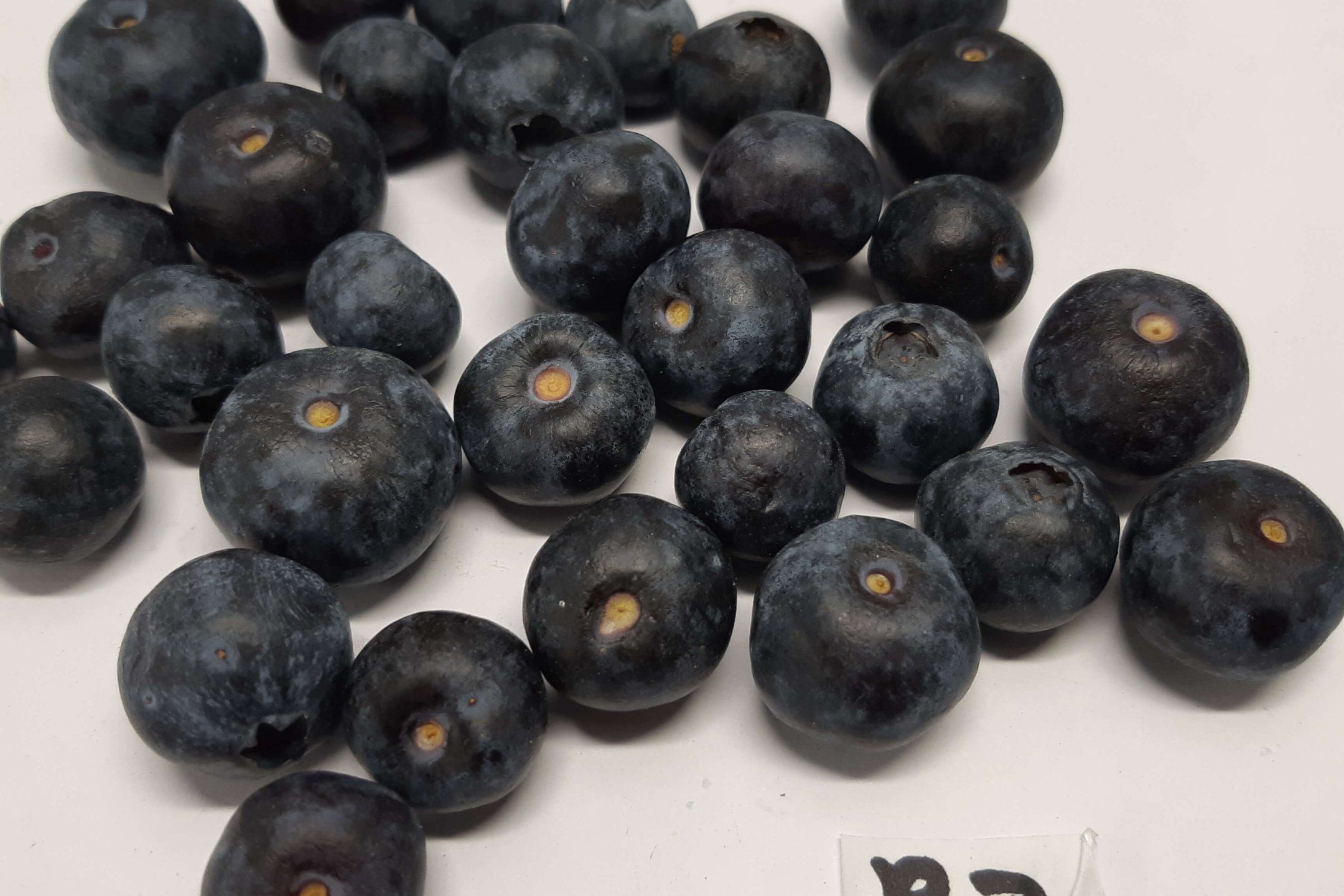 Blueberry quality