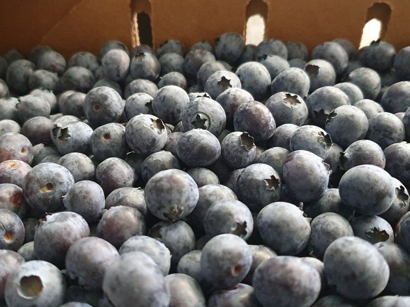 Blueberry quality