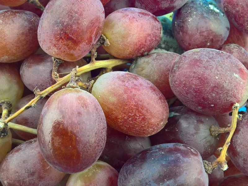 Botrytis suppression in grapes