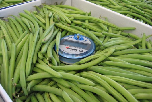 Brown discoloration of green beans