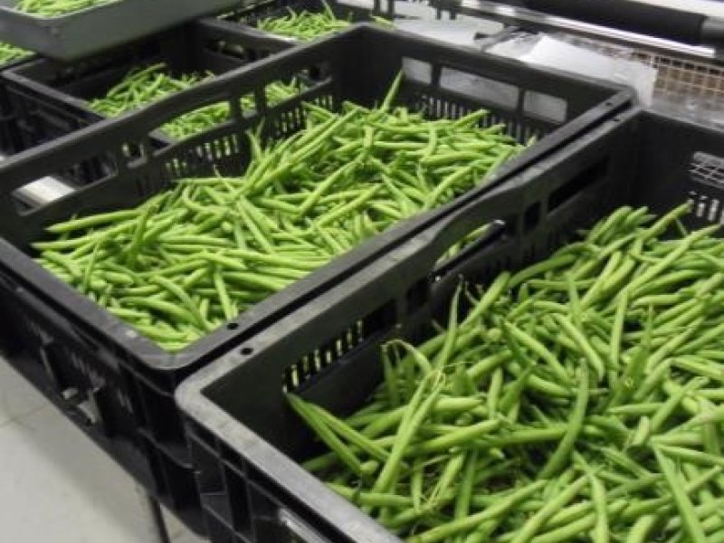 Brown discoloration of green beans