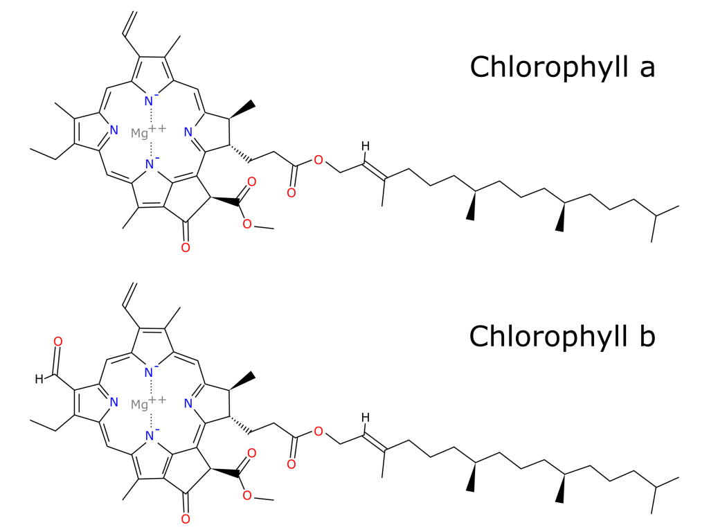 Colour of Fruits and Vegetables