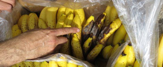 Controlled ripening of bananas