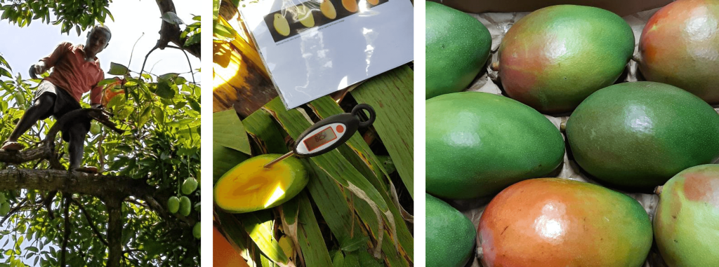 Digital Twins and Innovative Twins in Supply Chains