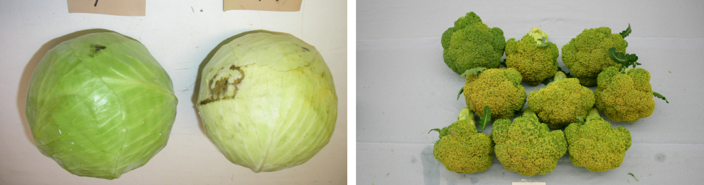 Ethylene management in practice