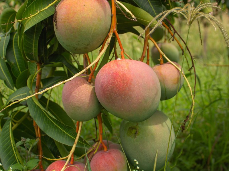 Evaluating size and weight of fresh produce