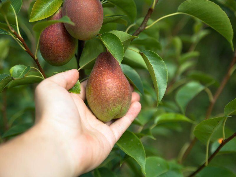 Handling pears