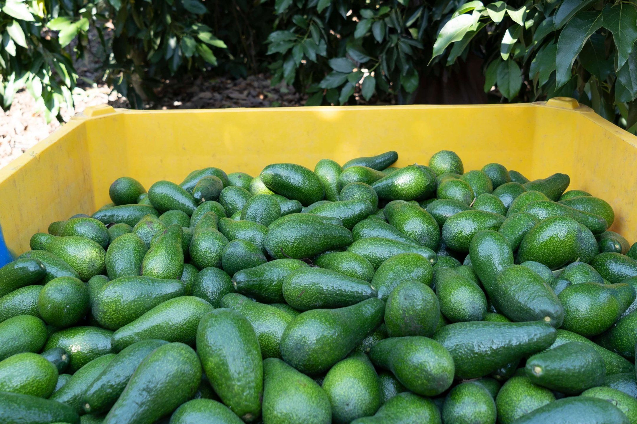 Harvest practices for avocado