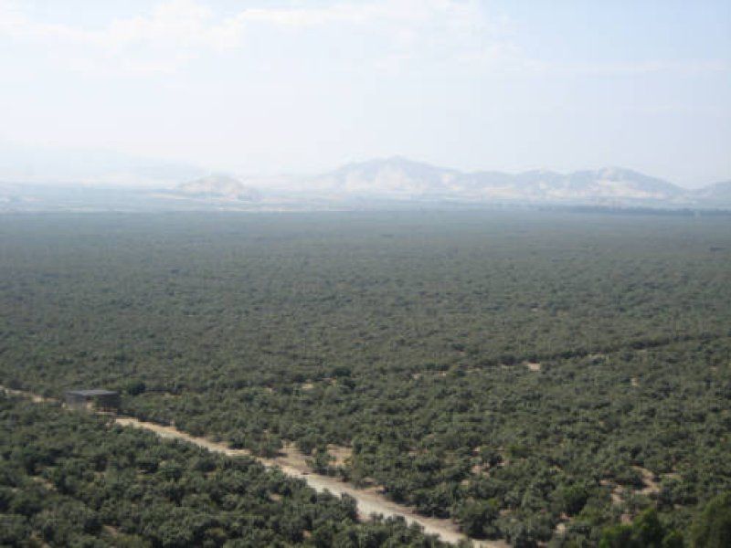 Harvest practices for avocado