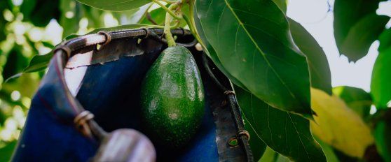 Harvest practices for avocado