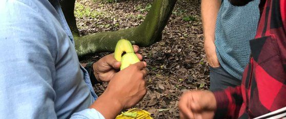 Harvest practices for avocado