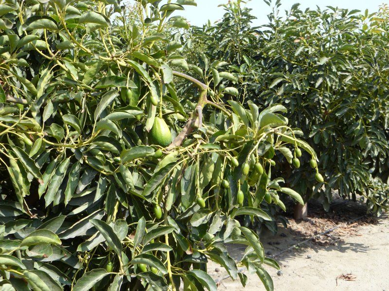 Harvest practices for avocado