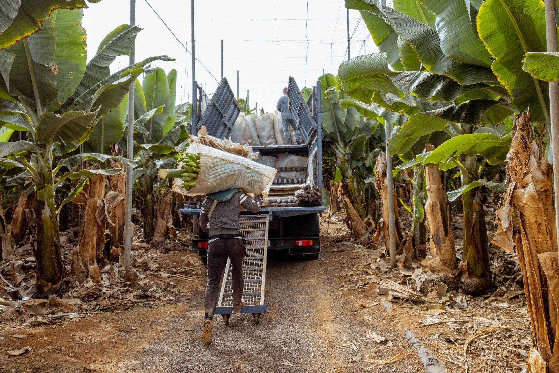 Harvest practices for banana
