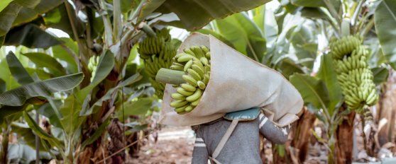 Harvest practices for banana