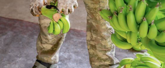 Harvest practices for banana