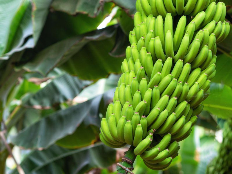 Harvest practices for banana
