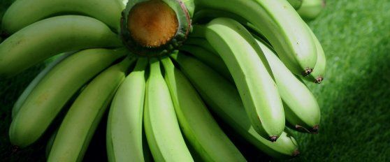 Harvest practices for banana