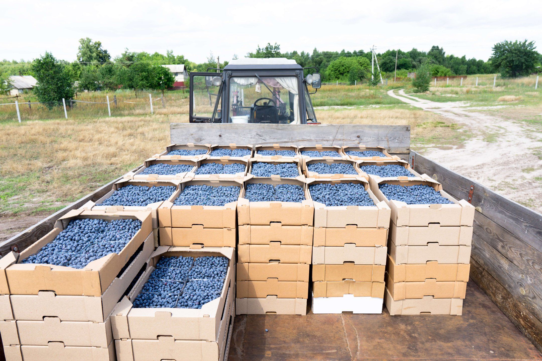 Harvest practices for blueberries