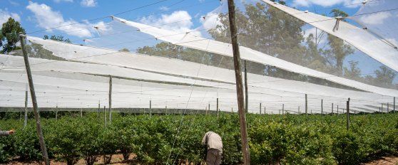 Harvest practices for blueberries