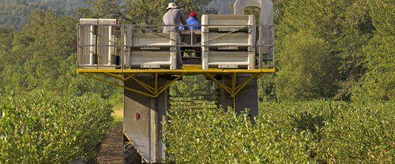 Harvest practices for blueberries
