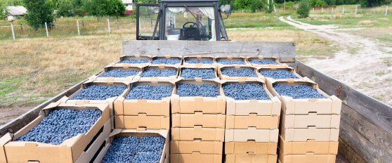 Harvest practices for blueberries