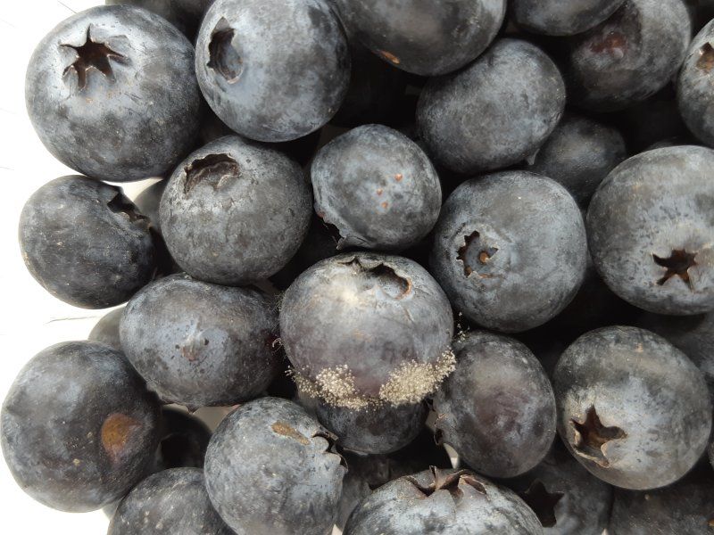 Harvest practices for blueberries
