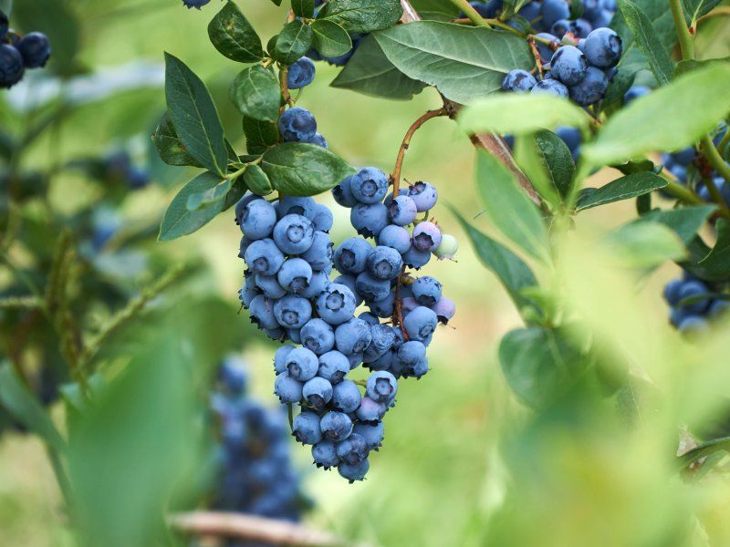Harvest practices for blueberries