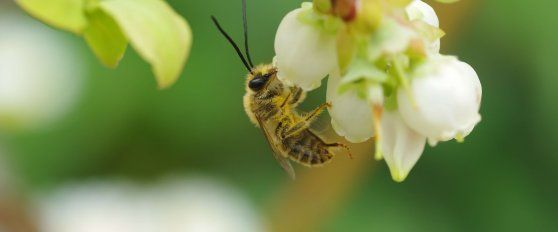 Harvest practices for blueberries