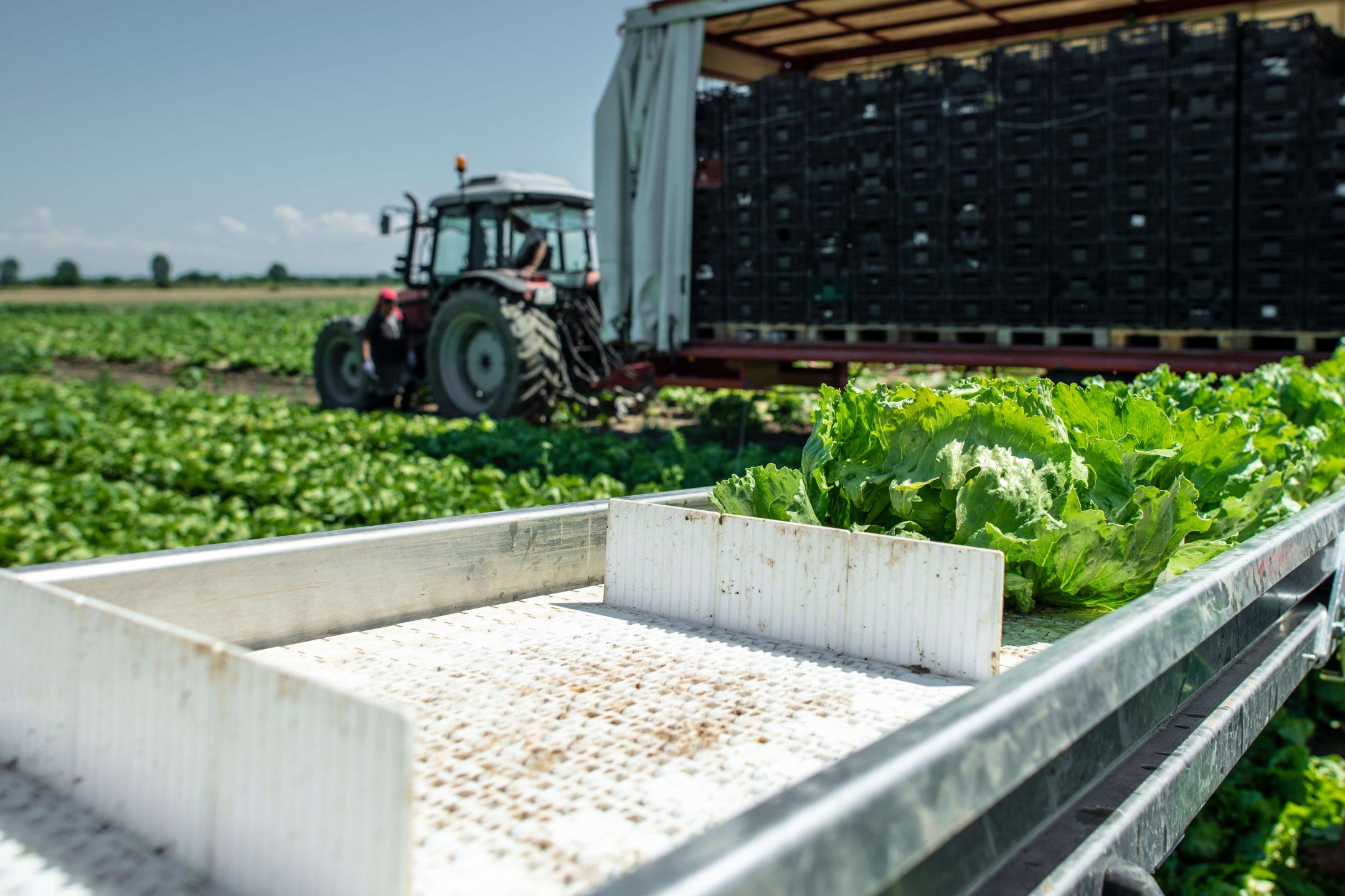 Harvest practices for lettuce