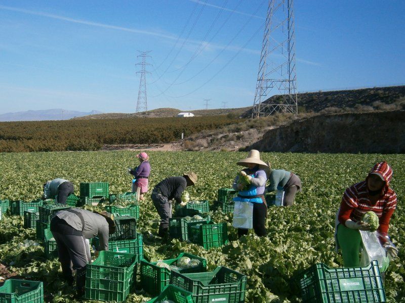 Harvest practices for lettuce