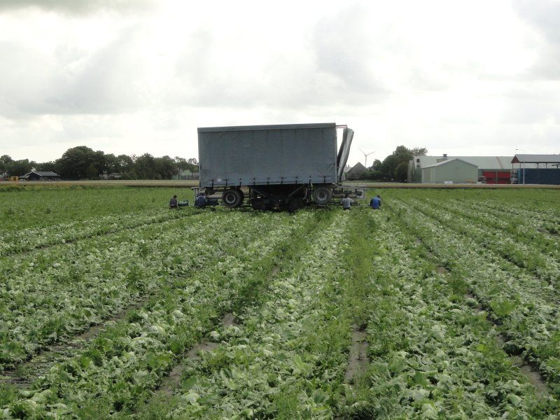 Harvest practices for lettuce