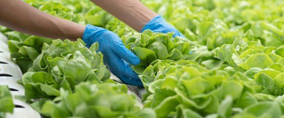 Harvest practices for lettuce