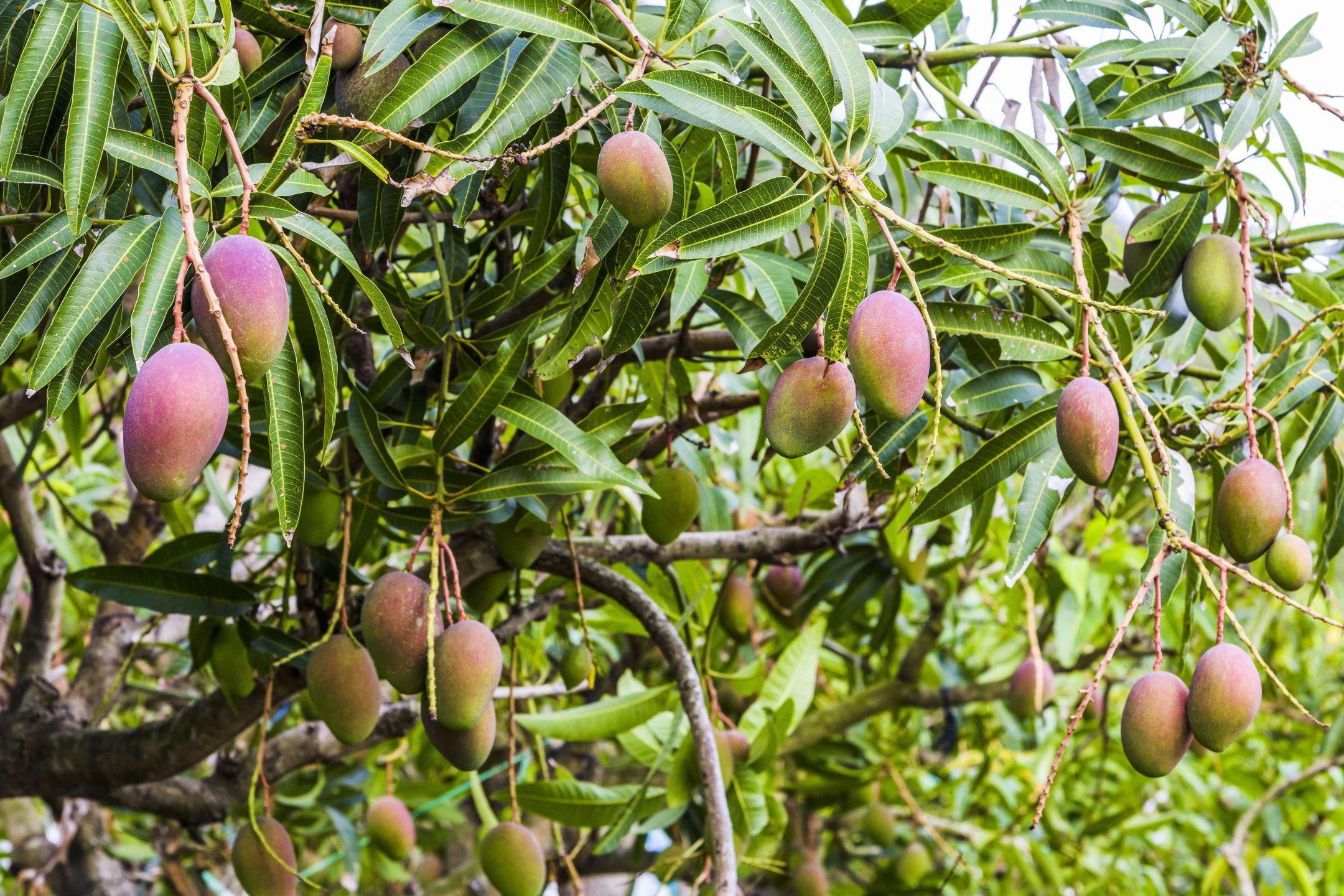 Harvest practices for mango